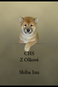 CHS Z Olšové - Shiba Inu CHS Z Olšové - Shiba Inu