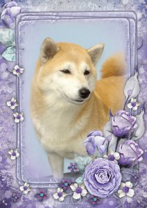 loonapix_14055549762239721051.jpg