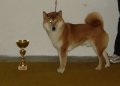 Pedigree Cup Pedigree Cup