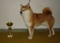 Pedigree Cup Pedigree Cup